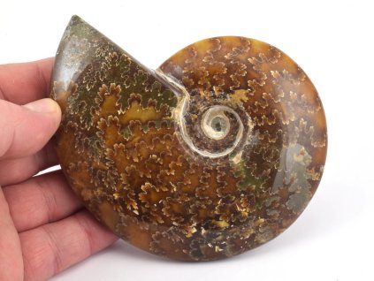 Sbírkový amonit s výraznou strukturou schránky.