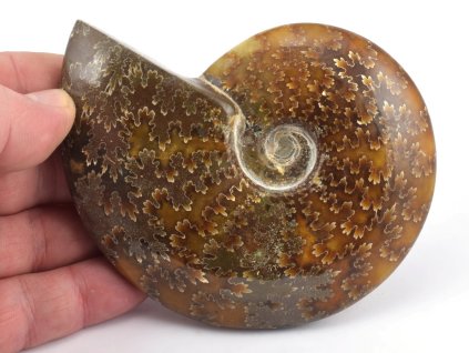 Celoleštěný amonit Cleoniceras vysoké sbírkové kvality.