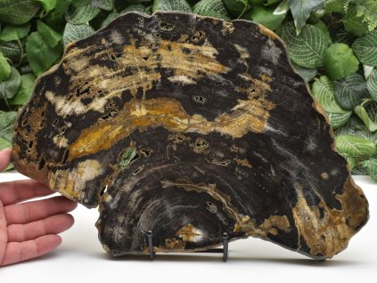 Oboustranně leštěný plát zkamenělého tropického dřeva z Jávy, Miocén, se stojánkem.