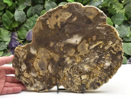 Zkamenělé dřevo z ostrova Jáva, leštěný průřez kmene.