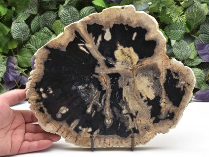 Zkamenělé dřevo z Jávy, dekorativní leštěný plát.