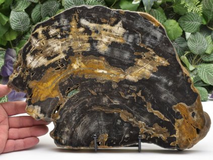 Velký sbírkový kus zkamenělého dřeva z Indonésie.