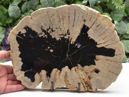 Dekorační zkamenělé dřevo z Indonésie s kontrastní kresbou.