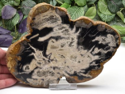 Průřez zkamenělého tropického kmene z Jávy, oboustranný lešt.