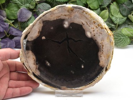 Zkamenělé dřevo z Jávy s kontrastním zbarvením, leštěné.