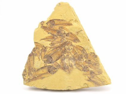 ryba zkamenela gosiutichthys 1