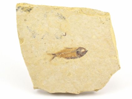 ryba zkamenela gosiutichthys 4a