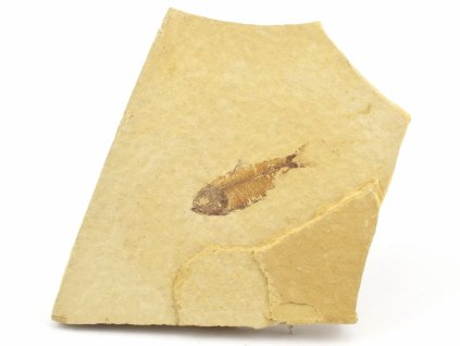 ryba zkamenela gosiutichthys 6