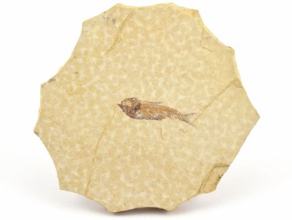 ryba zkamenela gosiutichthys 7