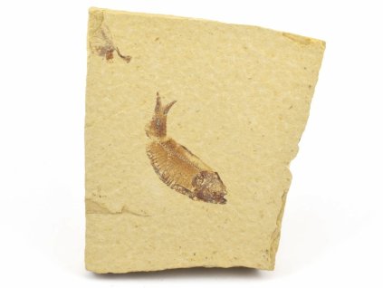 ryba zkamenela gosiutichthys 8