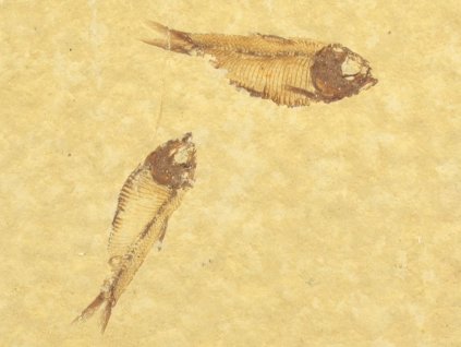 ryba zkamenela gosiutichthys 9a