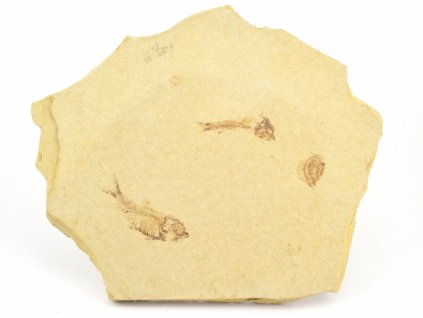 ryba zkamenela gosiutichthys 10