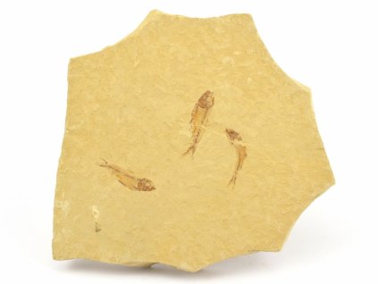 ryba zkamenela gosiutichthys 14