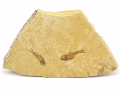 ryba zkamenela gosiutichthys 16