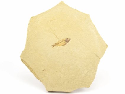 ryba zkamenela gosiutichthys 17