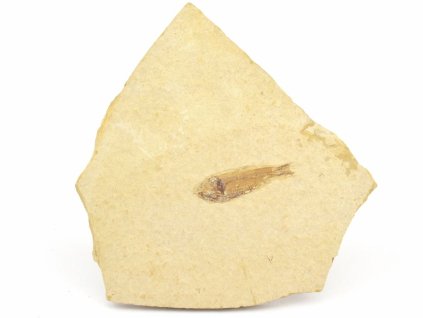 ryba zkamenela gosiutichthys 18