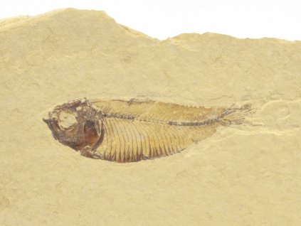 ryba zkamenela gosiutichthys 19a