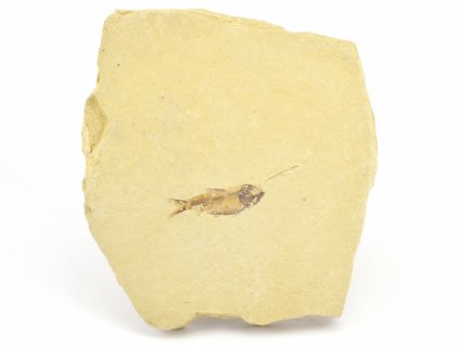 ryba zkamenela gosiutichthys 22