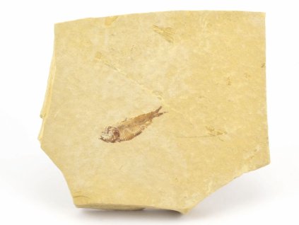 ryba zkamenela gosiutichthys 23