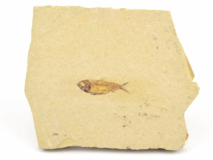 ryba zkamenela gosiutichthys 24