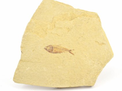 ryba zkamenela gosiutichthys 25