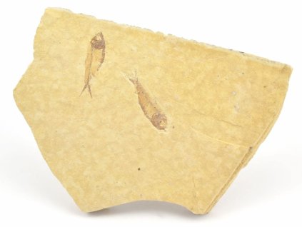 ryba zkamenela gosiutichthys 26