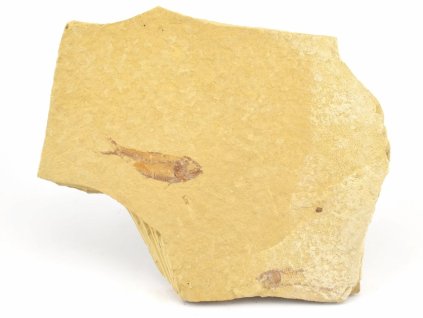 ryba zkamenela gosiutichthys 28