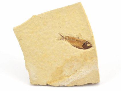 ryba zkamenela gosiutichthys 29