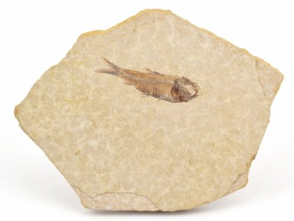 ryba zkamenela gosiutichthys 30