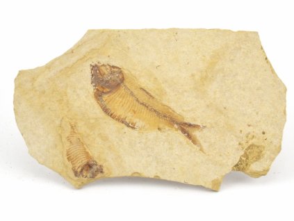 ryba zkamenela gosiutichthys 32