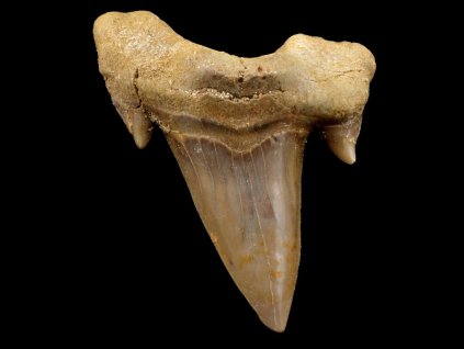 zraloci zub fosilni otodus 7