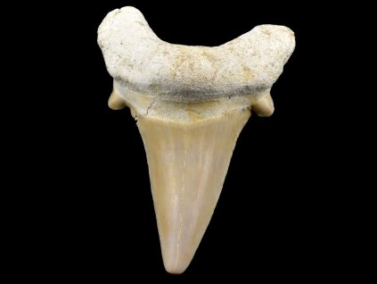 zraloci zub fosilni otodus 35