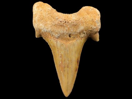 zraloci zub fosilni otodus 39