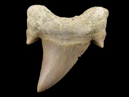 zraloci zub fosilni otodus 41