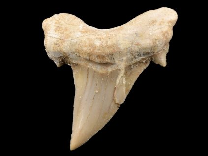 zraloci zub fosilni otodus 42