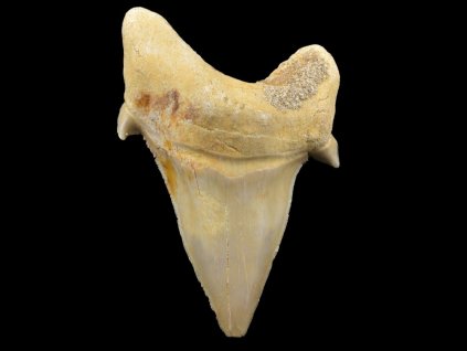 zraloci zub fosilni otodus 44