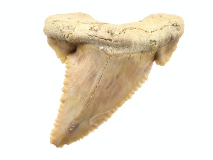 zraloci fosilni zub palaeocarcharodon 6