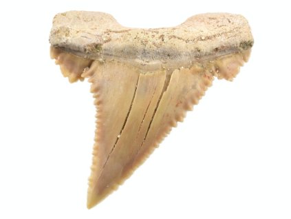 zraloci fosilni zub palaeocarcharodon 7