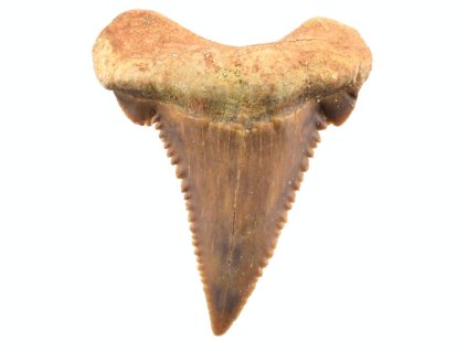 zraloci fosilni zub palaeocarcharodon 20