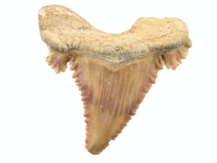 zraloci fosilni zub palaeocarcharodon 35