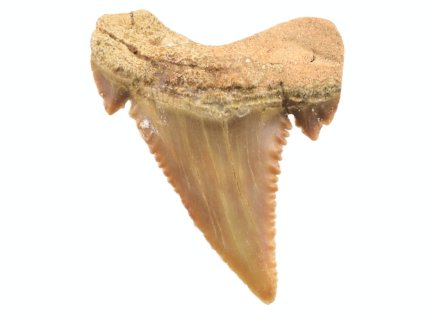 zraloci fosilni zub palaeocarcharodon 38