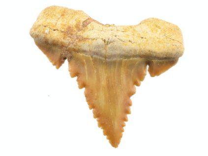 zraloci fosilni zub palaeocarcharodon 39