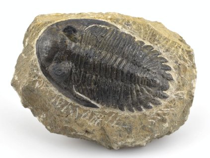 trilobit prava fosilie 4
