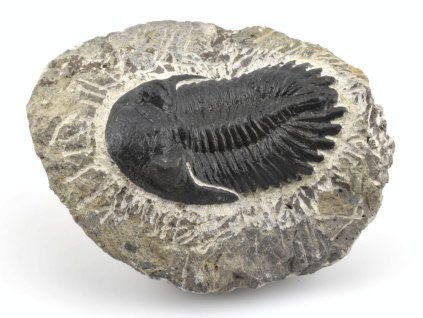 trilobit prava fosilie 5