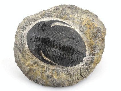 trilobit prava fosilie 8