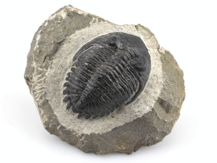 trilobit prava fosilie 9