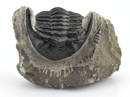 trilobit prava fosilie 12