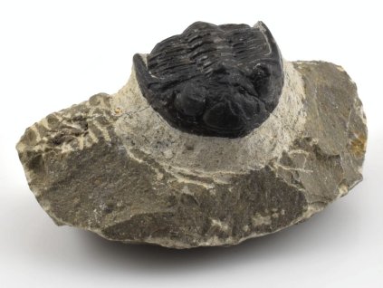 trilobit prava fosilie 18