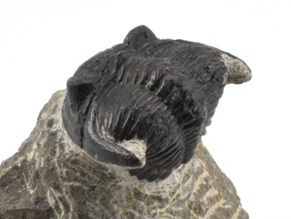 trilobit prava fosilie 20a