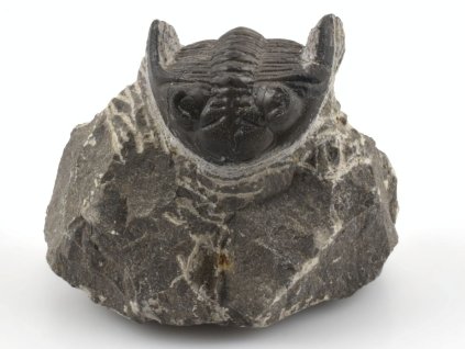 trilobit prava fosilie 28